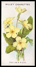 19 Primrose